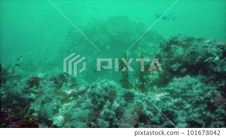 Colorful coral reef at the bottom of tropical sea Colorful coral reef at the bottom of tropical sea 101678042