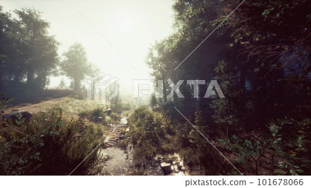 Misty morning in the woods 101678066