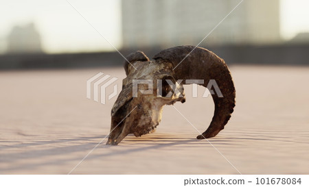 old ram skull on the beach 101678084
