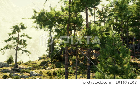 pine trees defying the odds to grow in a pile of rocks 101678108