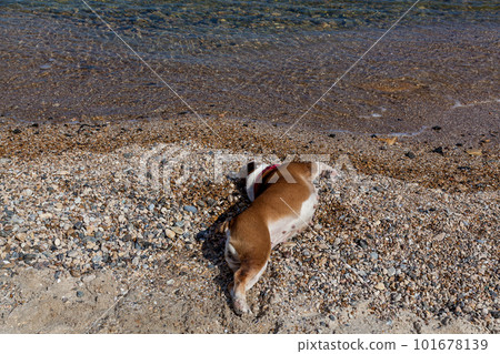 red English British bulldog 101678139