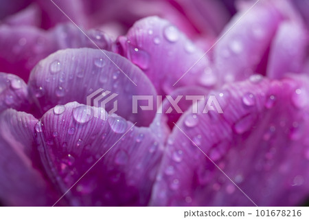 Macro shot of tulip with water drops, Keukenhof flower garden, Lisse, Netherlands Macro shot of tulip with water drops, Keukenhof flower garden, Lisse, Netherlands 101678216