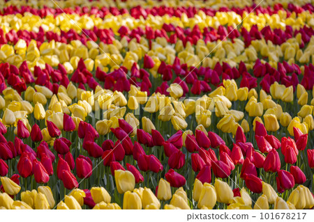 Keukenhof flower garden - largest tulip park in world, Lisse, Netherlands Keukenhof flower garden - largest tulip park in world, Lisse, Netherlands 101678217