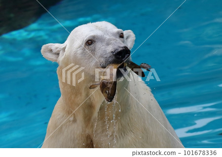 A polar bear with a bait fish in its mouth 101678336