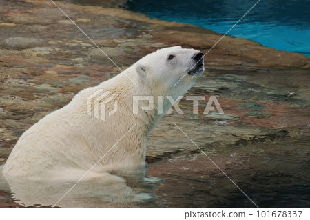 Polar bear soaking in water and looking up 101678337