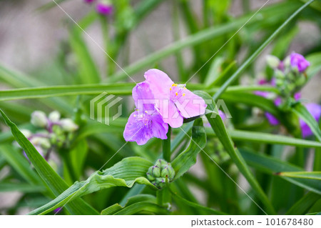 Murasakiyukusa Murasakiyukusa 101678480