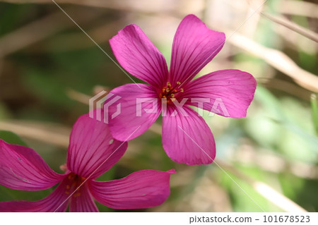 Dark pink oxalis flowers blooming in the spring garden Dark pink oxalis flowers blooming in the spring garden 101678523