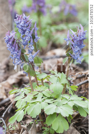Corydalis solida flowers, close up shot Corydalis solida flowers, close up shot 101678552