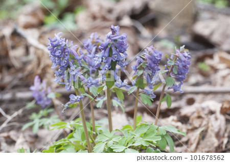 Corydalis solida  flowers, close up shot 101678562