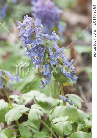 Corydalis solida flowers, close up shot Corydalis solida flowers, close up shot 101678564