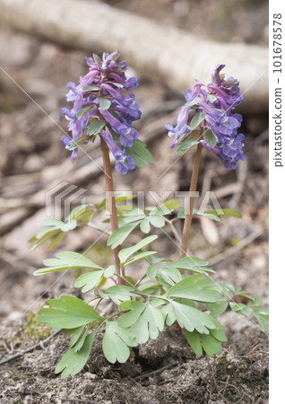 Corydalis solida  flowers, close up shot 101678578