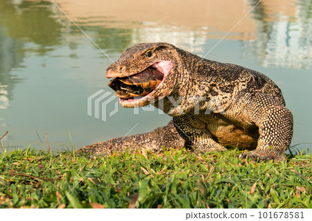 Giant Thai dragon lizard in Lumpini park Thailand 101678581