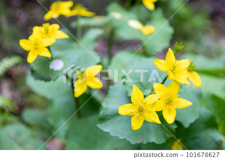 Brightness of Spring Color Ryukinka 101678627