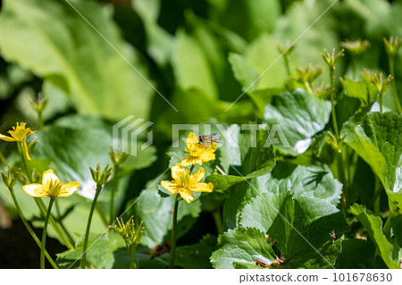 春天的光彩 琉金花 101678630