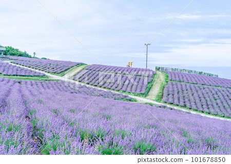 薰衣草日之出公園 薰衣草日之出公園 101678850