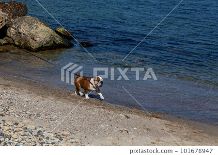Red English British bulldog on a walk 101678947