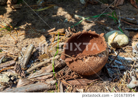 Sarcosoma globosum, or witches cauldron is a species of fungus in the family Sarcosomataceae. 101678954