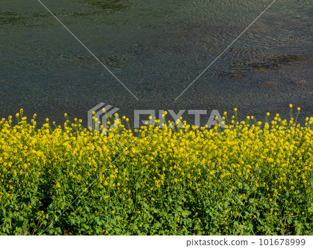Rape blossoms blooming along the river 101678999
