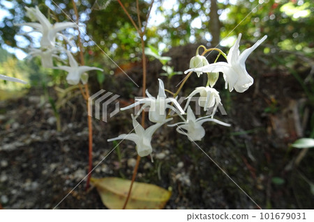 Unique flower type: white flowers of Epimedium 101679031