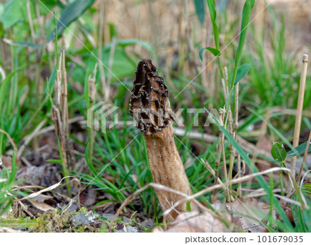An excellent edible fungus Chaimigasatake 101679035