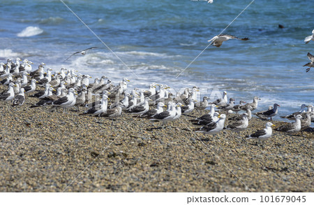 Kelp Gull flock on a beach,Patagonia, Argentina. 101679045