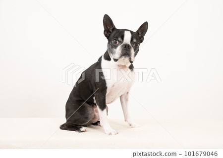 坐著的波士頓梗犬 坐著的波士頓梗犬 101679046