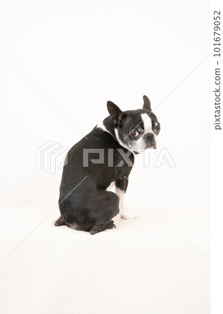 boston terrier turned around boston terrier turned around 101679052