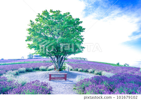 Lavender Hinode Park Lavender Hinode Park 101679102