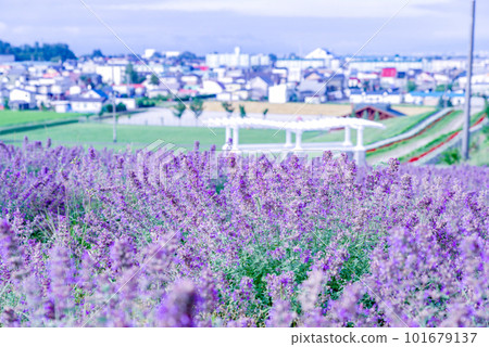 Lavender Hinode Park Lavender Hinode Park 101679137