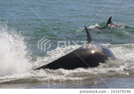 Orca attacking sea lions,Peninsula Valdes, Patagonia Argentina 101679290