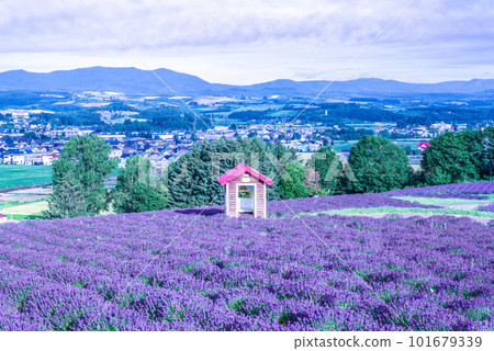 Biei Lavender Biei Lavender 101679339