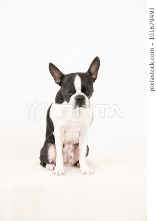 坐著的波士頓梗犬 101679491