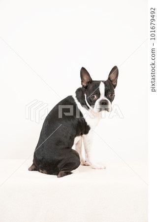 波士頓梗轉身 101679492