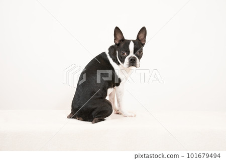 boston terrier turned around boston terrier turned around 101679494