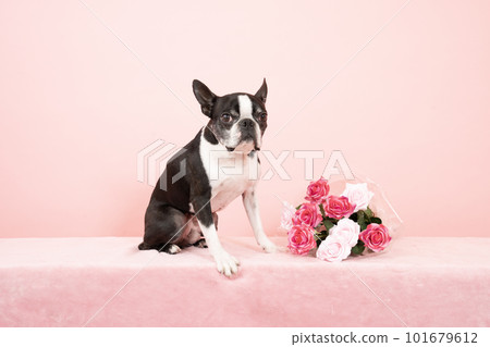 Pink back and rose bouquet and Boston terrier Pink back and rose bouquet and Boston terrier 101679612