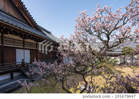 東本願寺白書院前的梅花 東本願寺白書院前的梅花 101679647