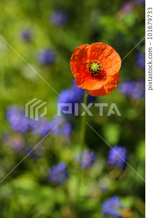 紅罌粟花 101679733