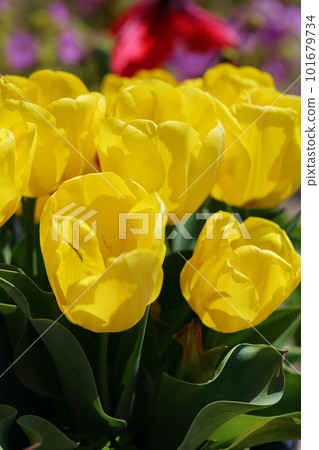 黃色鬱金香 101679734