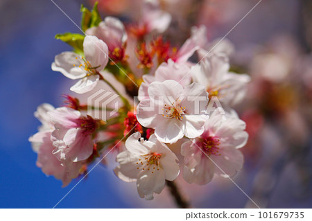 櫻花映襯在藍天下 101679735