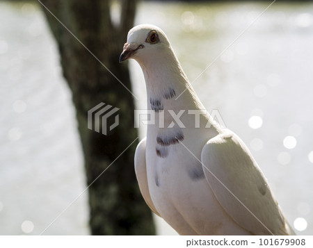 white dove by the pond 101679908