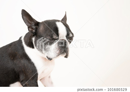 閉著眼睛的波士頓梗 101680329