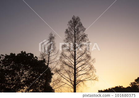 Metasequoia trees bathed in the morning sun Metasequoia at dawn Image material Metasequoia trees bathed in the morning sun Metasequoia at dawn Image material 101680375