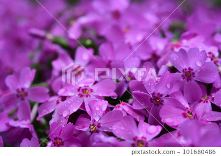 被雨打濕的粉色芝櫻 被雨打濕的粉色芝櫻 101680486
