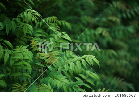 Sorbaria sorbifolia, the leaves of shrub. Green background, the plant in the nature with copy space. High quality photo Sorbaria sorbifolia, the leaves of shrub. Green background, the plant in the nature with copy space. High quality photo 101680508