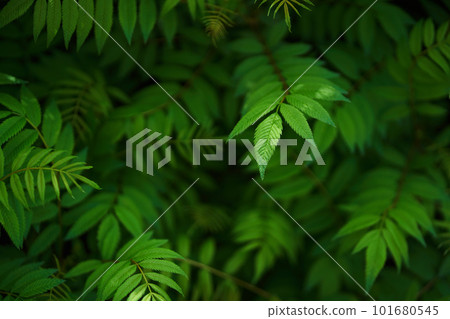 Sorbaria sorbifolia, the leaves of shrub. Green background, the plant in the nature with copy space. High quality photo 101680545