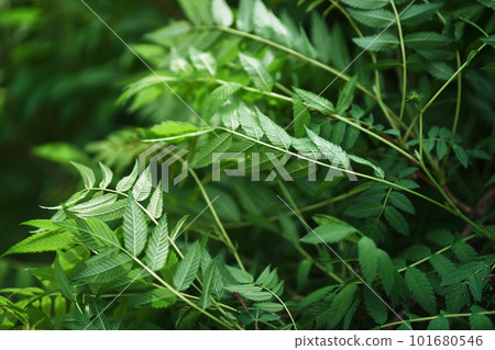 Sorbaria sorbifolia, the leaves of shrub. Green background, the plant in the nature with copy space. High quality photo Sorbaria sorbifolia, the leaves of shrub. Green background, the plant in the nature with copy space. High quality photo 101680546