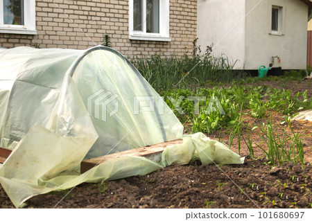 Stretching new polythene film on greenhouse plastic black carcass. Closeup. Preparation for garden season in spring. Agronomy. Outside garden 101680697