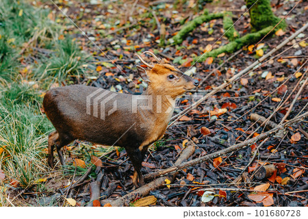 The smallest species of deer in the world. Portrait in landscape format of a Pudu, the world's smallest deer. Southern Pudu with little horns is standing between the vegetation in autumn forest 101680728