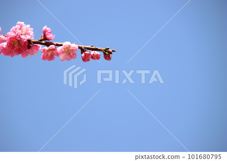 好天氣和梅花（鈴鹿森林公園） 101680795