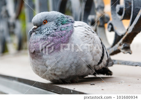 portrait of a beautiful dove portrait of a beautiful dove 101680934